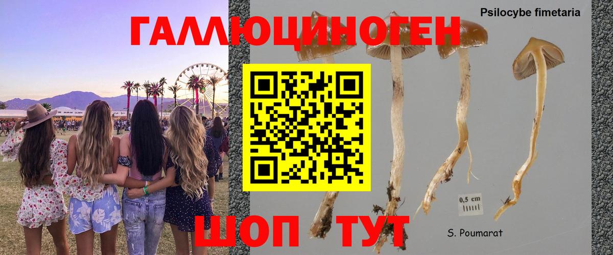 Дедовск  Псилоцибиновые грибы мухоморы  как найти   Вход с VPN 